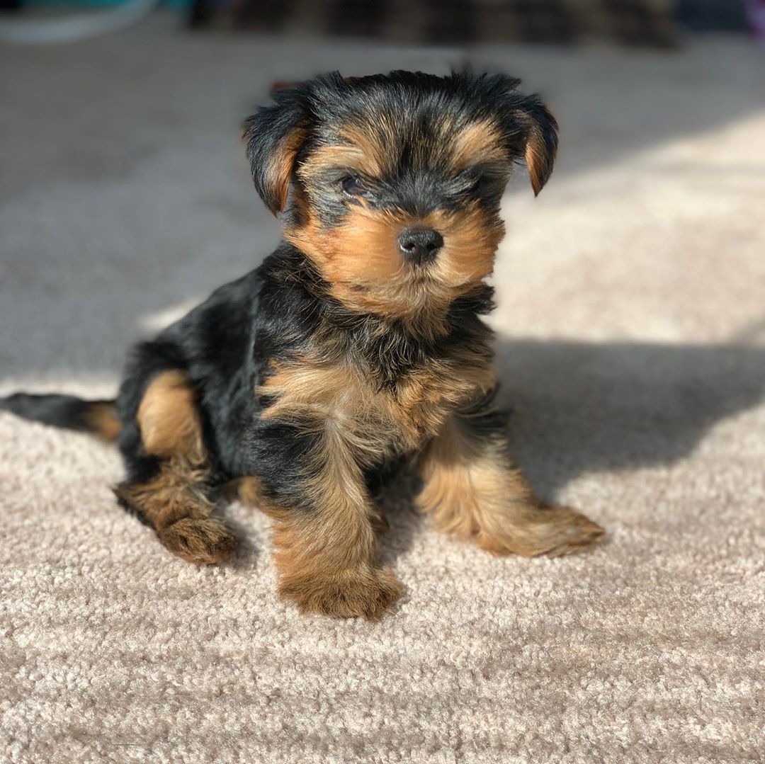 Yorkshire Terrier